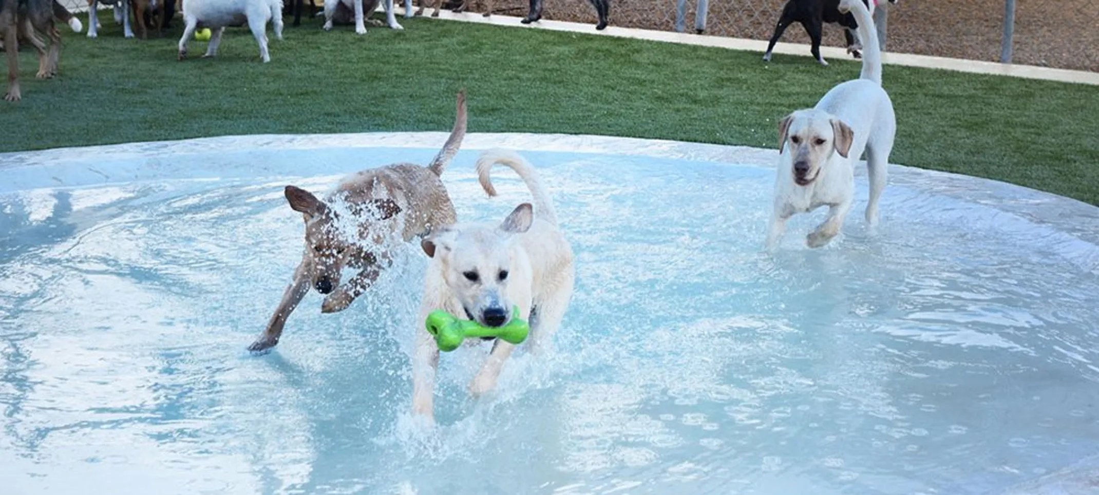 Dogs in pool at Rover Oaks Pet Resort